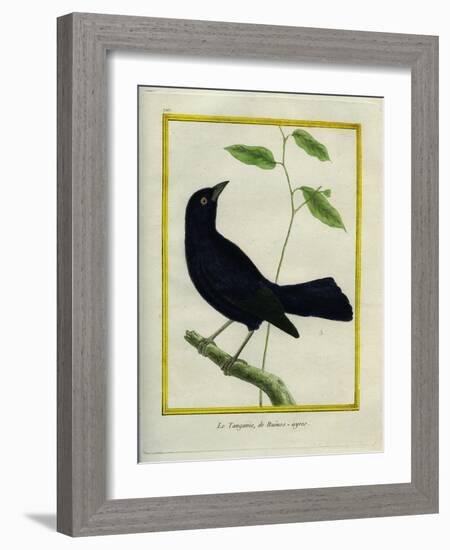 Great-Tailed Grackle-Georges-Louis Buffon-Framed Giclee Print