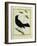 Great-Tailed Grackle-Georges-Louis Buffon-Framed Giclee Print