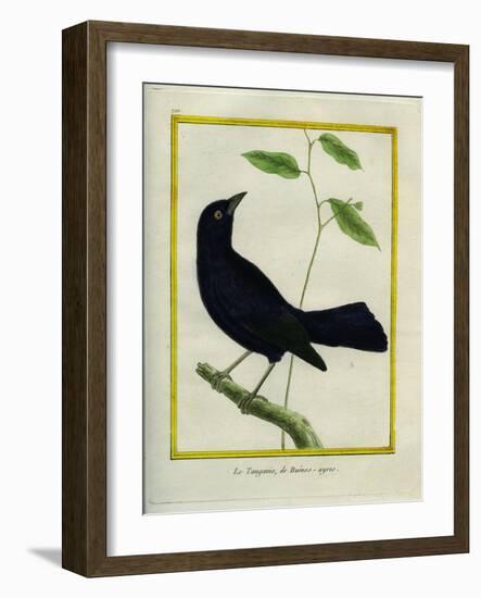 Great-Tailed Grackle-Georges-Louis Buffon-Framed Giclee Print