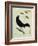 Great-Tailed Grackle-Georges-Louis Buffon-Framed Giclee Print