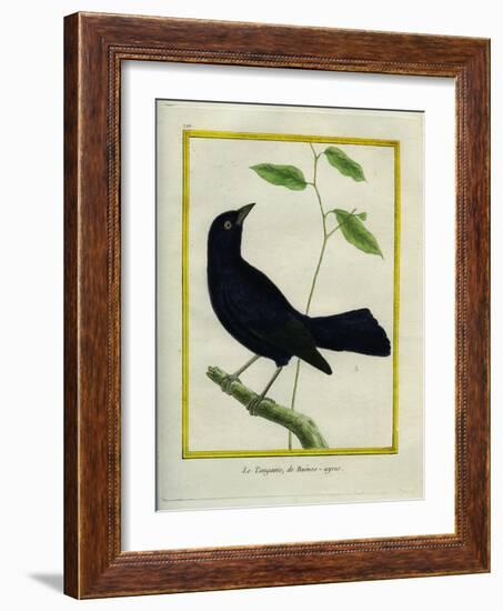 Great-Tailed Grackle-Georges-Louis Buffon-Framed Giclee Print