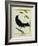 Great-Tailed Grackle-Georges-Louis Buffon-Framed Giclee Print