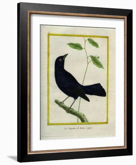 Great-Tailed Grackle-Georges-Louis Buffon-Framed Giclee Print