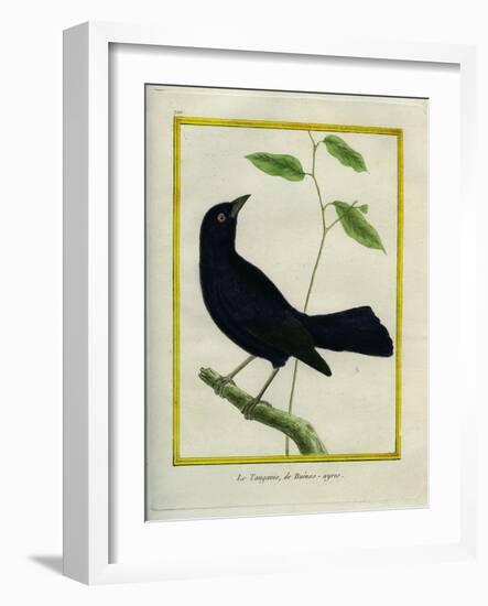 Great-Tailed Grackle-Georges-Louis Buffon-Framed Giclee Print