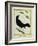 Great-Tailed Grackle-Georges-Louis Buffon-Framed Giclee Print