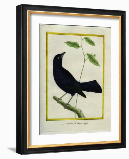 Great-Tailed Grackle-Georges-Louis Buffon-Framed Giclee Print