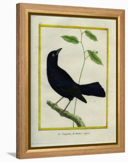 Great-Tailed Grackle-Georges-Louis Buffon-Framed Premier Image Canvas