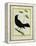 Great-Tailed Grackle-Georges-Louis Buffon-Framed Premier Image Canvas