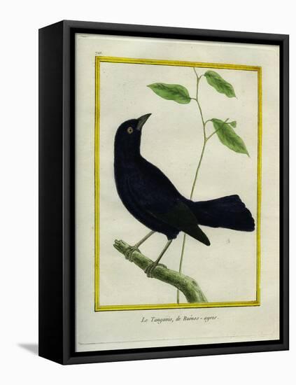 Great-Tailed Grackle-Georges-Louis Buffon-Framed Premier Image Canvas