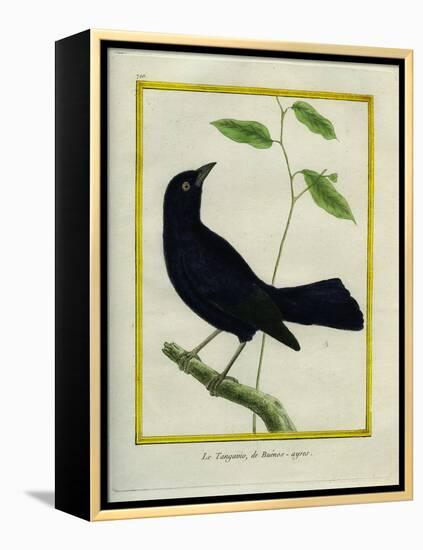Great-Tailed Grackle-Georges-Louis Buffon-Framed Premier Image Canvas