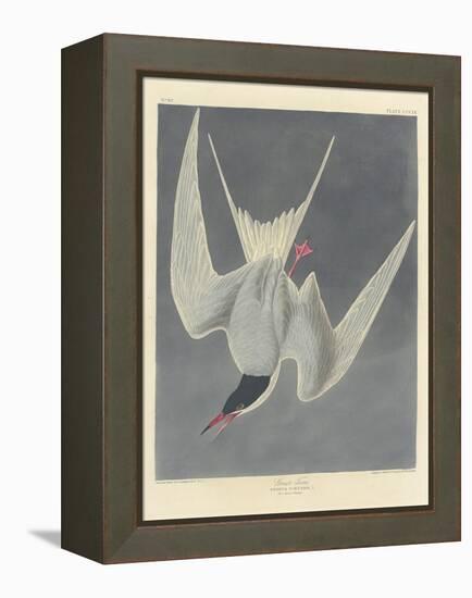 Great Tern, 1836-John James Audubon-Framed Premier Image Canvas