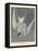 Great Tern, 1836-John James Audubon-Framed Premier Image Canvas