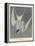 Great Tern, 1836-John James Audubon-Framed Premier Image Canvas