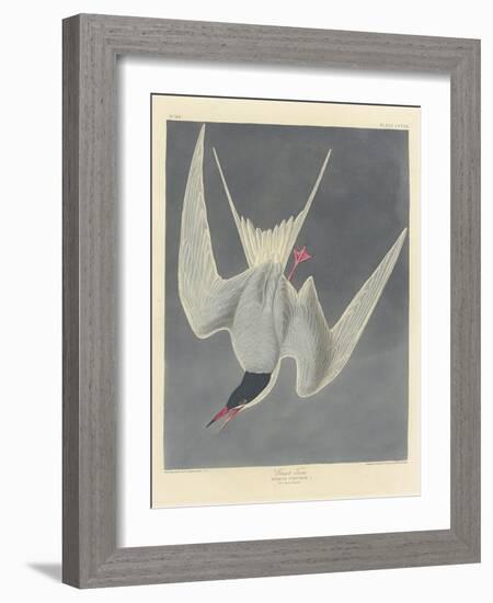 Great Tern, 1836-John James Audubon-Framed Giclee Print