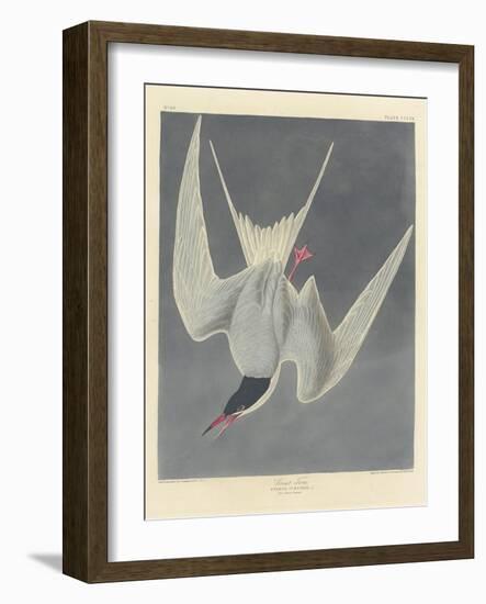 Great Tern, 1836-John James Audubon-Framed Giclee Print