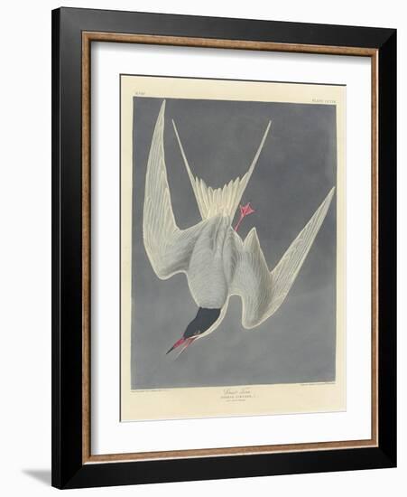 Great Tern, 1836-John James Audubon-Framed Giclee Print