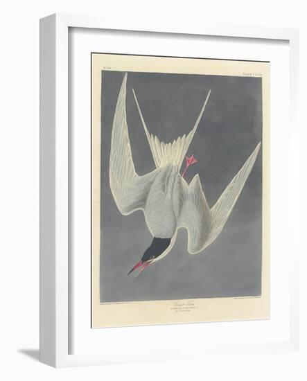 Great Tern, 1836-John James Audubon-Framed Giclee Print