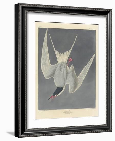 Great Tern, 1836-John James Audubon-Framed Giclee Print