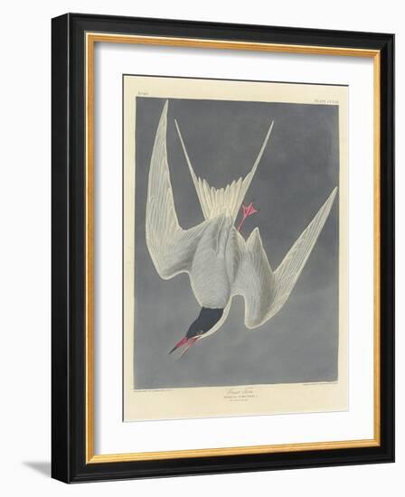 Great Tern, 1836-John James Audubon-Framed Giclee Print