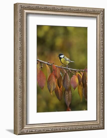 Great Tit (Parus major), adult perched on autumn branch of Cherry tree, Oberaegeri, Switzerland-Rolf Nussbaumer-Framed Photographic Print