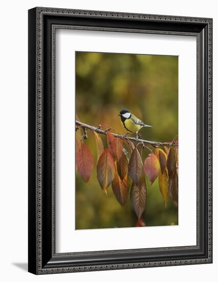 Great Tit (Parus major), adult perched on autumn branch of Cherry tree, Oberaegeri, Switzerland-Rolf Nussbaumer-Framed Photographic Print