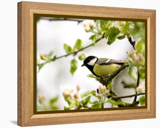 Great Tit (Parus Major) in Apple Tree, Bielefeld, Nordrhein Westfalen, Germany-Thorsten Milse-Framed Premier Image Canvas