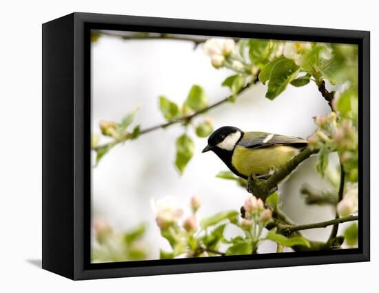 Great Tit (Parus Major) in Apple Tree, Bielefeld, Nordrhein Westfalen, Germany-Thorsten Milse-Framed Premier Image Canvas