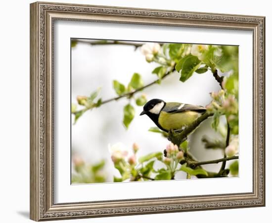 Great Tit (Parus Major) in Apple Tree, Bielefeld, Nordrhein Westfalen, Germany-Thorsten Milse-Framed Photographic Print