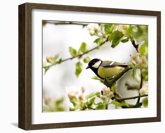 Great Tit (Parus Major) in Apple Tree, Bielefeld, Nordrhein Westfalen, Germany-Thorsten Milse-Framed Photographic Print