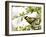 Great Tit (Parus Major) in Apple Tree, Bielefeld, Nordrhein Westfalen, Germany-Thorsten Milse-Framed Photographic Print