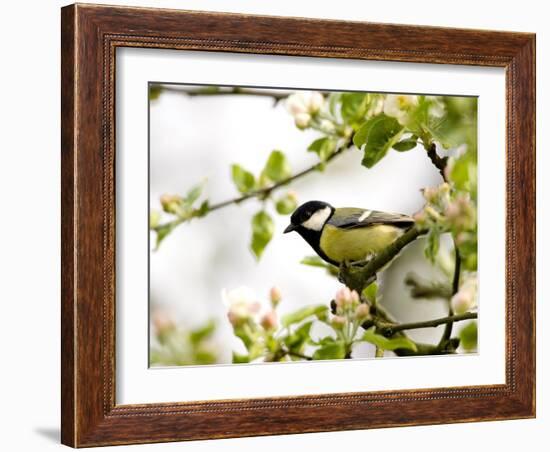 Great Tit (Parus Major) in Apple Tree, Bielefeld, Nordrhein Westfalen, Germany-Thorsten Milse-Framed Photographic Print