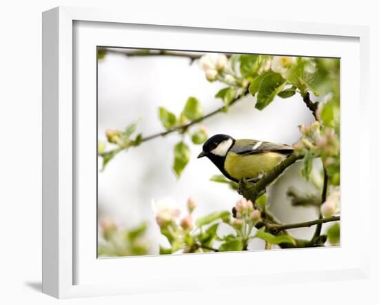 Great Tit (Parus Major) in Apple Tree, Bielefeld, Nordrhein Westfalen, Germany-Thorsten Milse-Framed Photographic Print