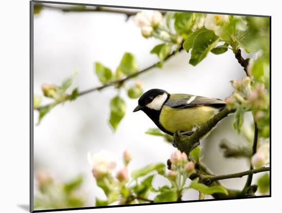 Great Tit (Parus Major) in Apple Tree, Bielefeld, Nordrhein Westfalen, Germany-Thorsten Milse-Mounted Photographic Print