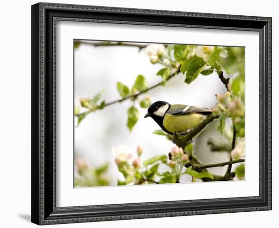 Great Tit (Parus Major) in Apple Tree, Bielefeld, Nordrhein Westfalen, Germany-Thorsten Milse-Framed Photographic Print