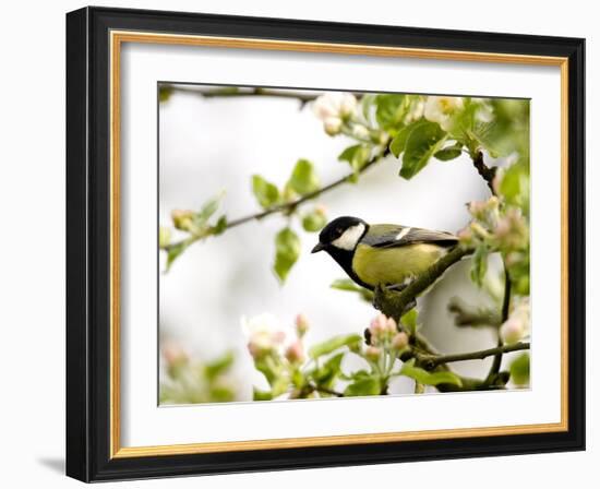 Great Tit (Parus Major) in Apple Tree, Bielefeld, Nordrhein Westfalen, Germany-Thorsten Milse-Framed Photographic Print