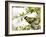 Great Tit (Parus Major) in Apple Tree, Bielefeld, Nordrhein Westfalen, Germany-Thorsten Milse-Framed Photographic Print