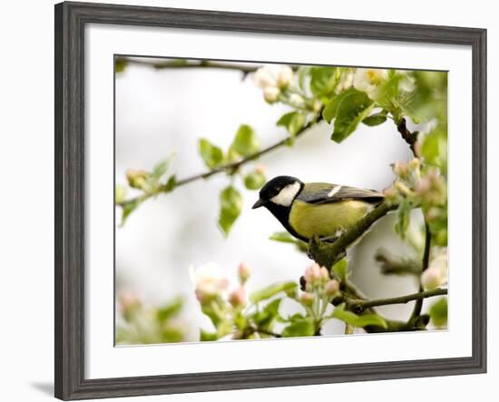 Great Tit (Parus Major) in Apple Tree, Bielefeld, Nordrhein Westfalen, Germany-Thorsten Milse-Framed Photographic Print