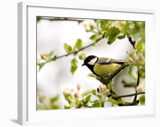 Great Tit (Parus Major) in Apple Tree, Bielefeld, Nordrhein Westfalen, Germany-Thorsten Milse-Framed Photographic Print