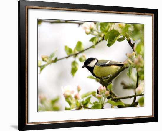 Great Tit (Parus Major) in Apple Tree, Bielefeld, Nordrhein Westfalen, Germany-Thorsten Milse-Framed Photographic Print