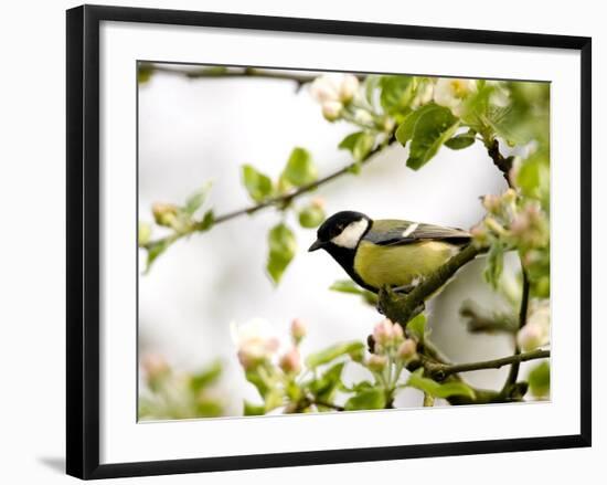 Great Tit (Parus Major) in Apple Tree, Bielefeld, Nordrhein Westfalen, Germany-Thorsten Milse-Framed Photographic Print