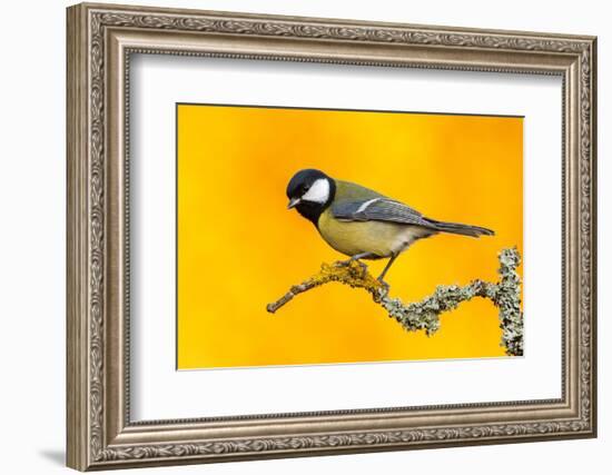 Great Tit perched on branch with autumn trees, Norway-Andy Trowbridge-Framed Photographic Print