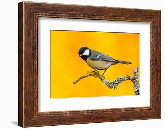 Great Tit perched on branch with autumn trees, Norway-Andy Trowbridge-Framed Photographic Print