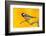 Great Tit perched on branch with autumn trees, Norway-Andy Trowbridge-Framed Photographic Print