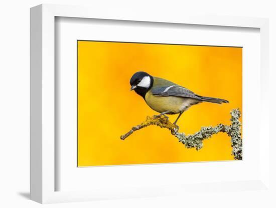 Great Tit perched on branch with autumn trees, Norway-Andy Trowbridge-Framed Photographic Print