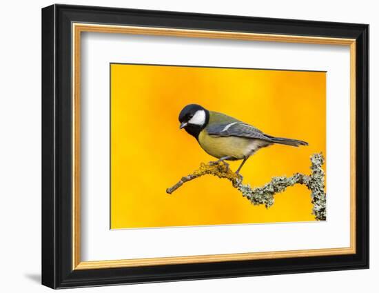 Great Tit perched on branch with autumn trees, Norway-Andy Trowbridge-Framed Photographic Print