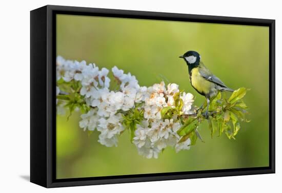 Great Tit Sitting on Blooming Cherry Tree Twig-null-Framed Premier Image Canvas