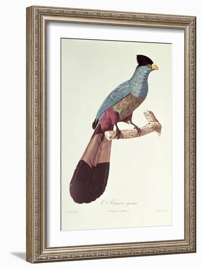 Great Touraco-Jacques Barraband-Framed Giclee Print