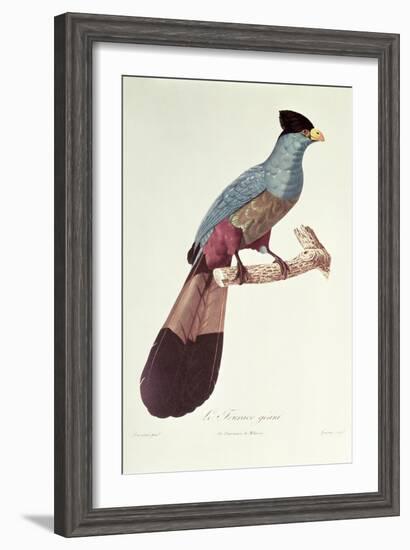 Great Touraco-Jacques Barraband-Framed Giclee Print