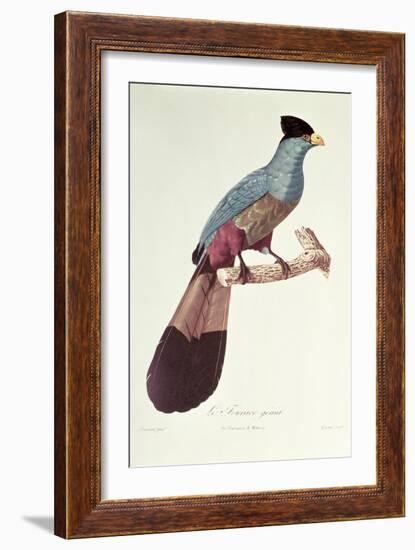 Great Touraco-Jacques Barraband-Framed Giclee Print