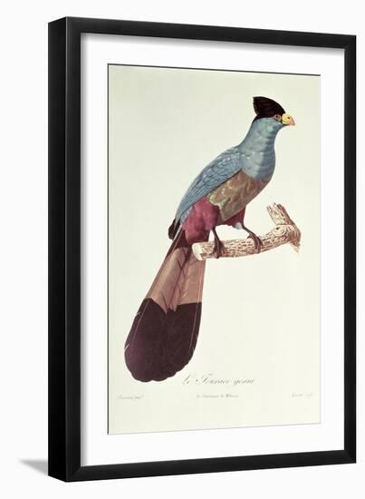 Great Touraco-Jacques Barraband-Framed Giclee Print